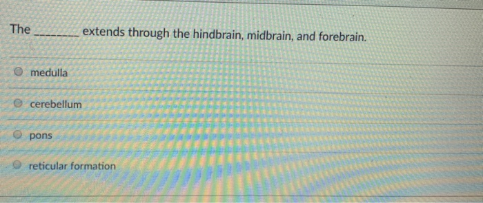The Extends Through The Hindbrain Midbrain And Forebrain Solved: The Extends Through The Hindbrain, Midbrain, And F... | Chegg.com