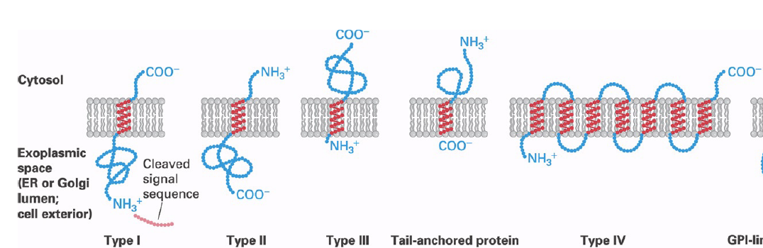 Solved The following transmembrane protein is synthesized in | Chegg.com