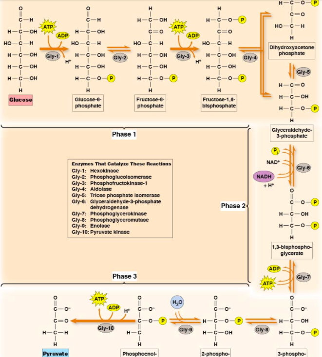 Solved Fig 9 7 In The Textbook The Big Scary Glycolysis Chegg Com