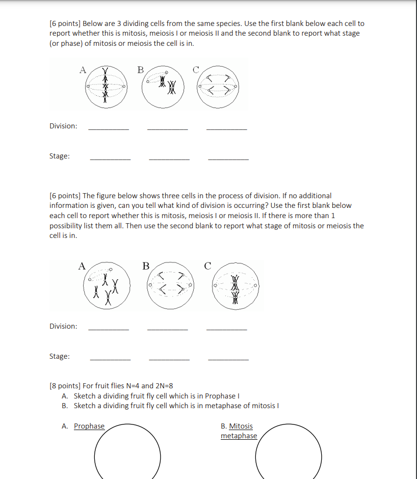 [6 points] Below are 3 dividing cells from the same | Chegg.com