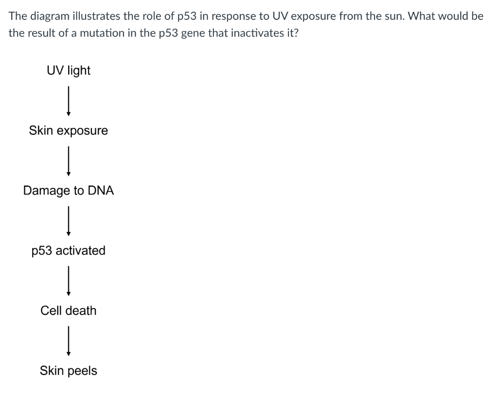 The diagram illustrates the role of p53 in response to UV exposure from the sun. What would be the result of a mutation in th