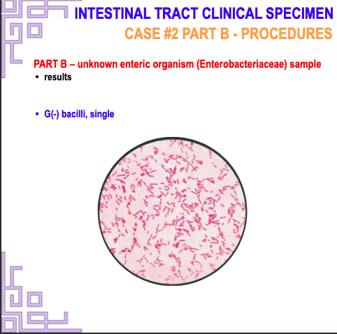Solved INTESTINAL TRACT CLINICAL SPECIMEN CASE #2 PART | Chegg.com