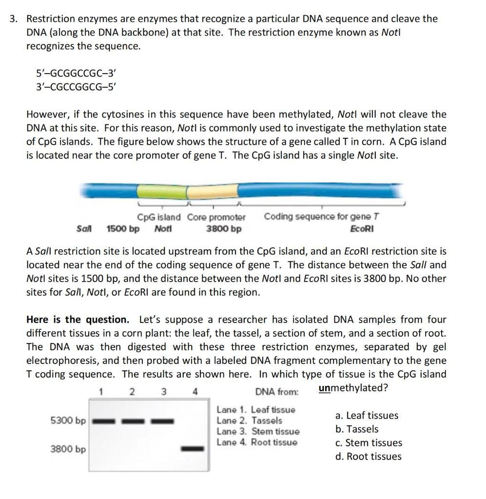 Solved Restriction Enzymes Are Enzymes That Recognize A | Chegg.com