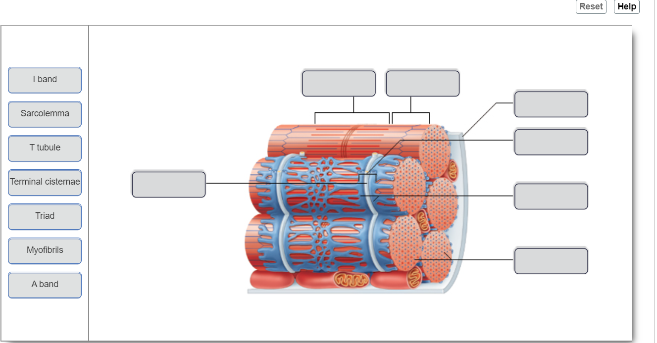 I band Sarcolemma T tubule Terminal cisternae Triad | Chegg.com