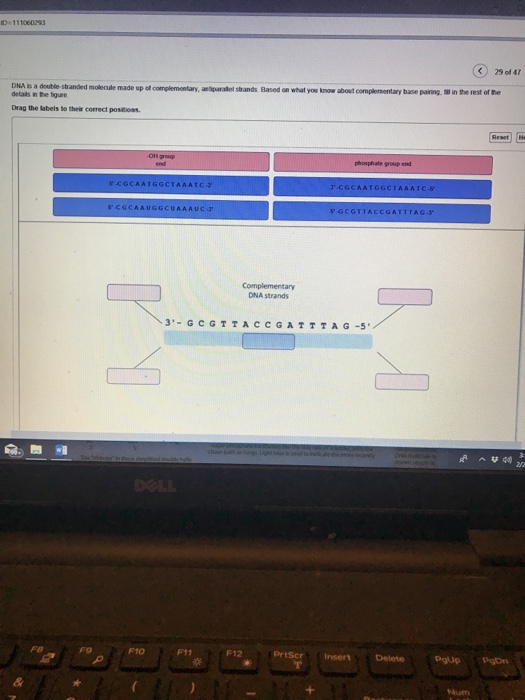 Solved Id 111060293 29 Of 47 Dna Is A Doutle Stranded