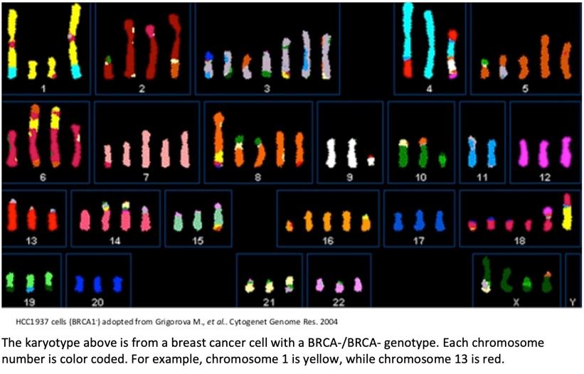 Solved 3. The incidence of the BRCA1 mutation is shown in | Chegg.com