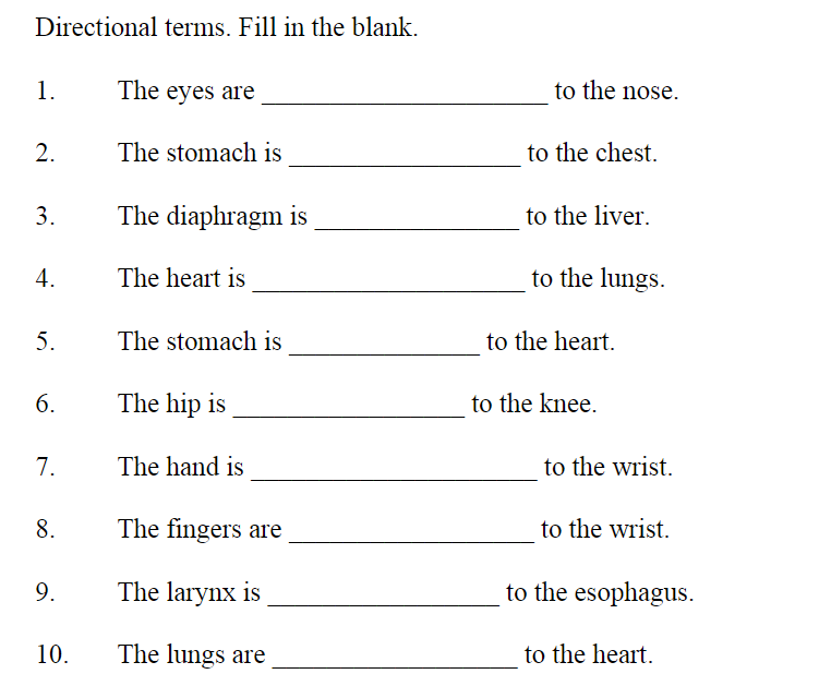 Solved 1. The eyes are _ to the nose. 2. The stomach is. to | Chegg.com