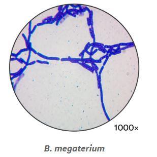 B. megaterium