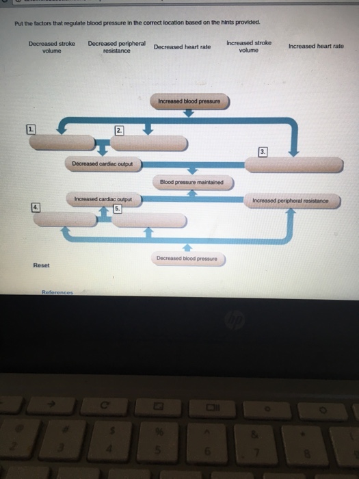 Solved Put the factors that regulate blood pressure in the | Chegg.com