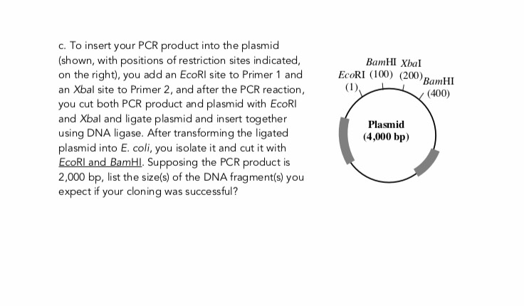 Solved c. To insert your PCR product into the plasmid | Chegg.com