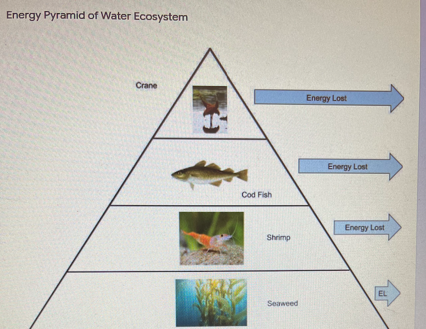 Solved Energy Pyramid of Water Ecosystem Crane Energy Lost | Chegg.com