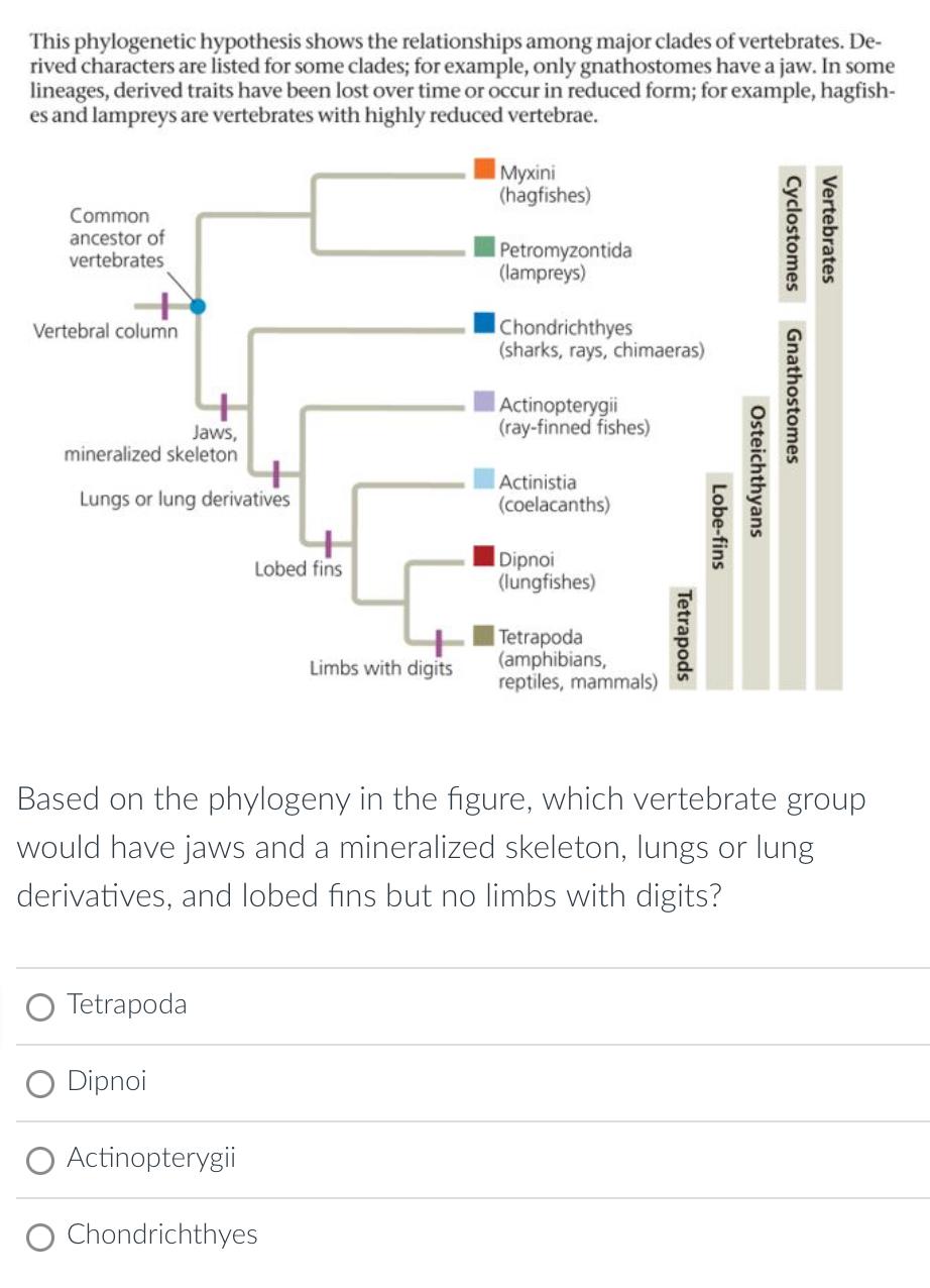 Solved This phylogenetic hypothesis shows the relationships | Chegg.com