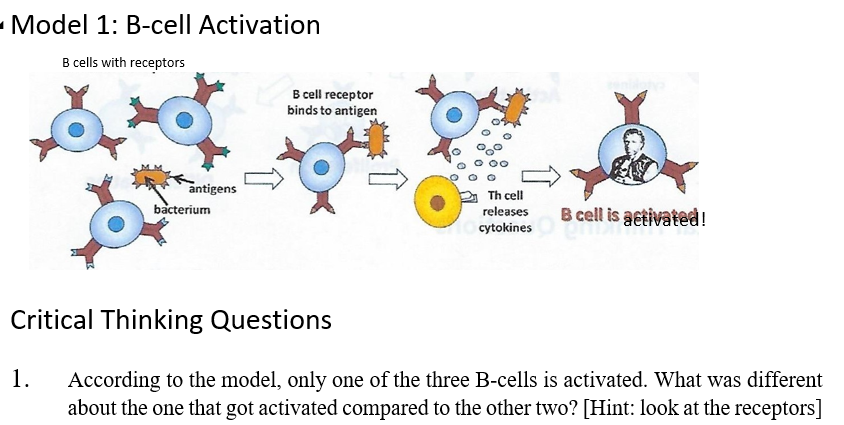 Solved Model 1: B-cell ActivationCritical Thinking | Chegg.com