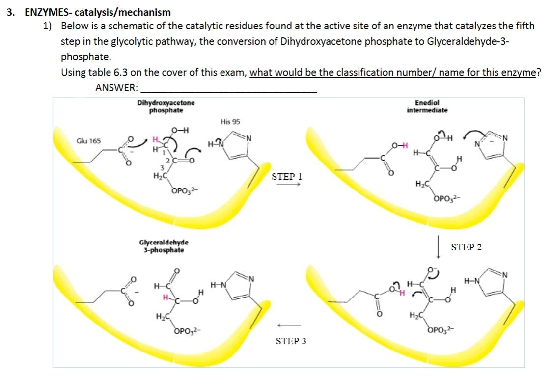 Solved 3. ENZYMES catalysis/mechanism 1) Below is a