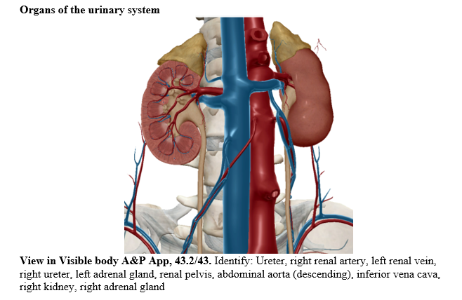 renal pelvis location in body