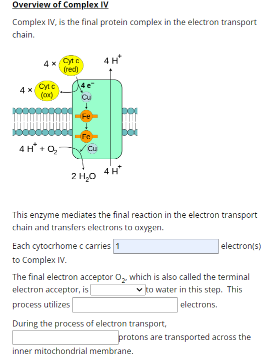 Solved Overview of Complex IVComplex IV, ﻿is the final | Chegg.com