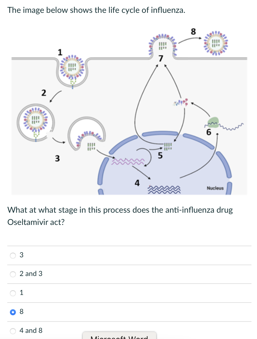 Solved The image below shows the life cycle of influenza. | Chegg.com
