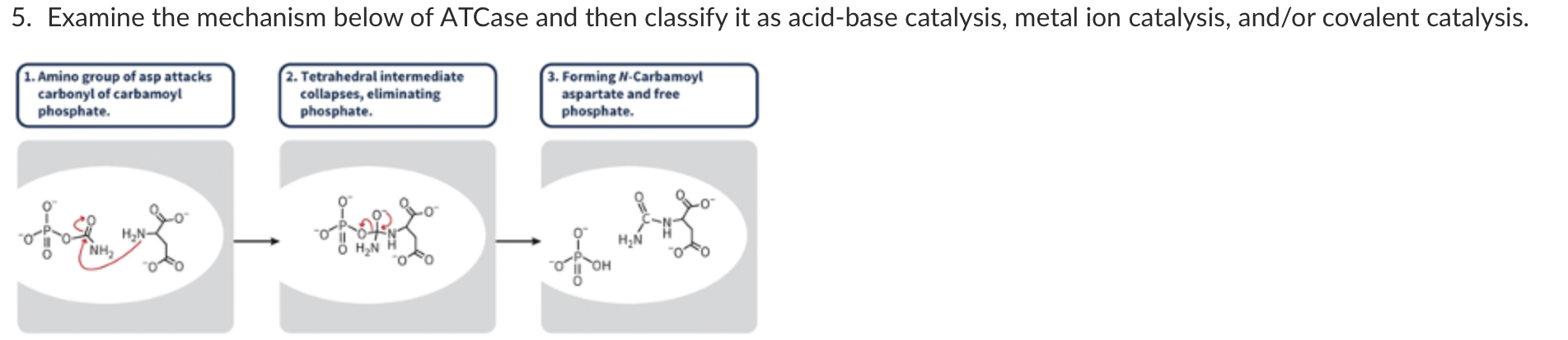 Solved 5. Examine the mechanism below of ATCase and then | Chegg.com