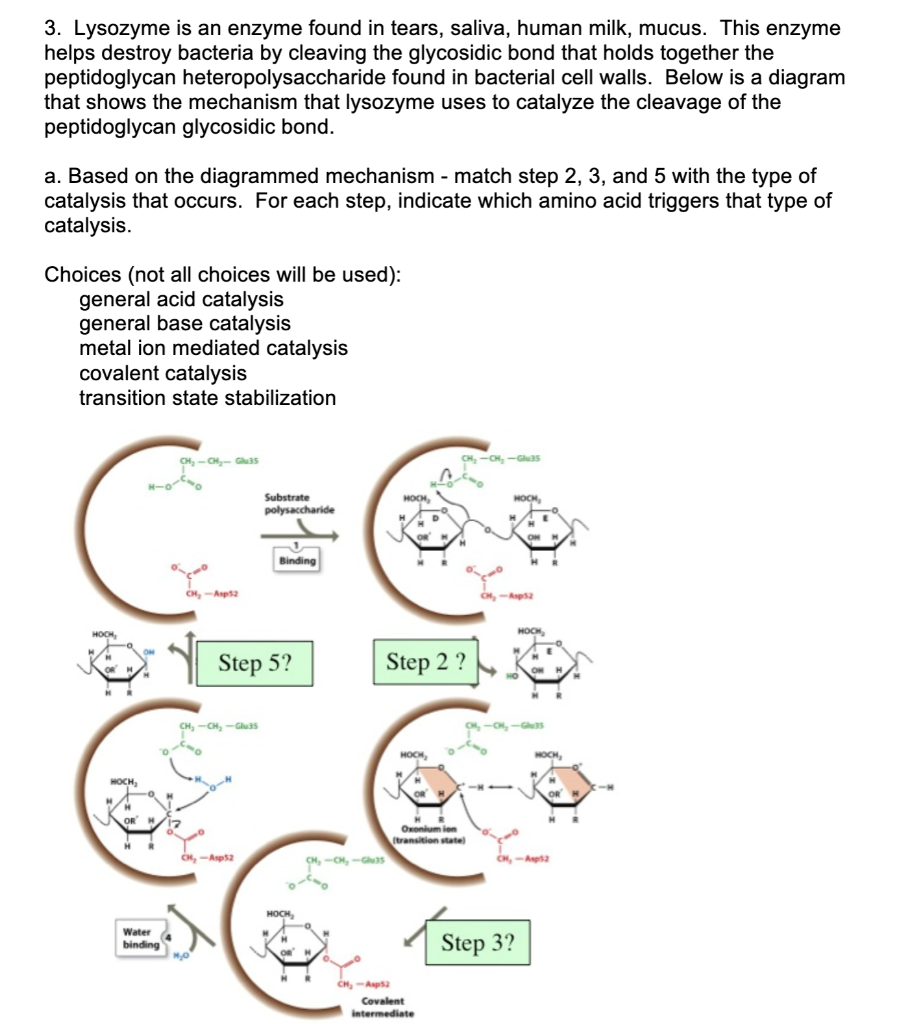3. Lysozyme is an enzyme found in tears, saliva,
