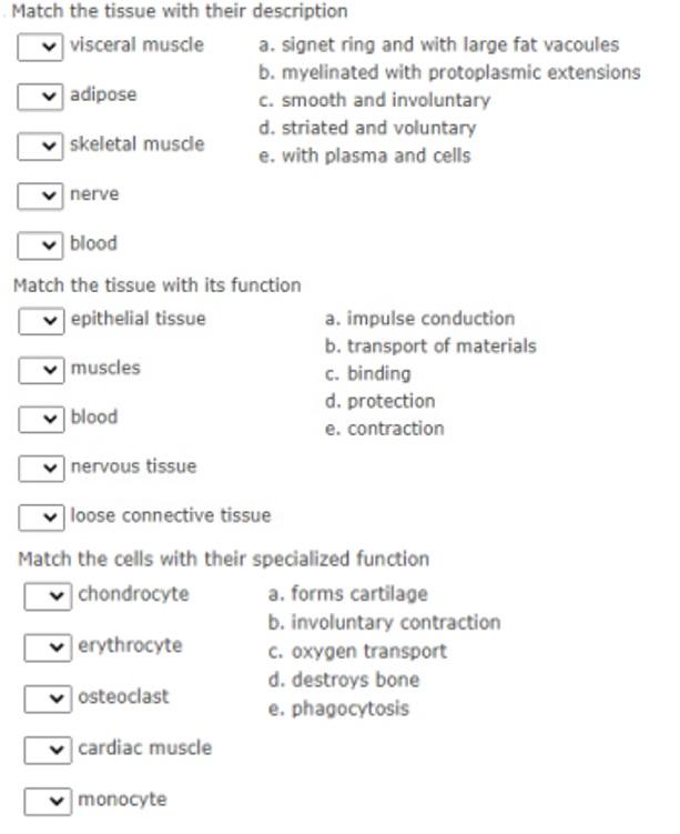 Solved Match the tissue with their description visceral | Chegg.com