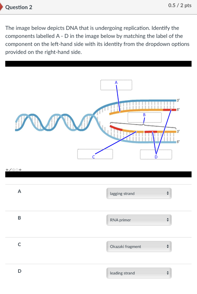 Solved The Image Below Depicts DNA That Is Undergoing | Chegg.com