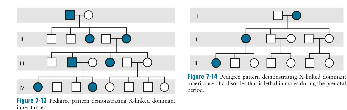 Solved Calculate the risk of the human pedigrees: (7.12, | Chegg.com