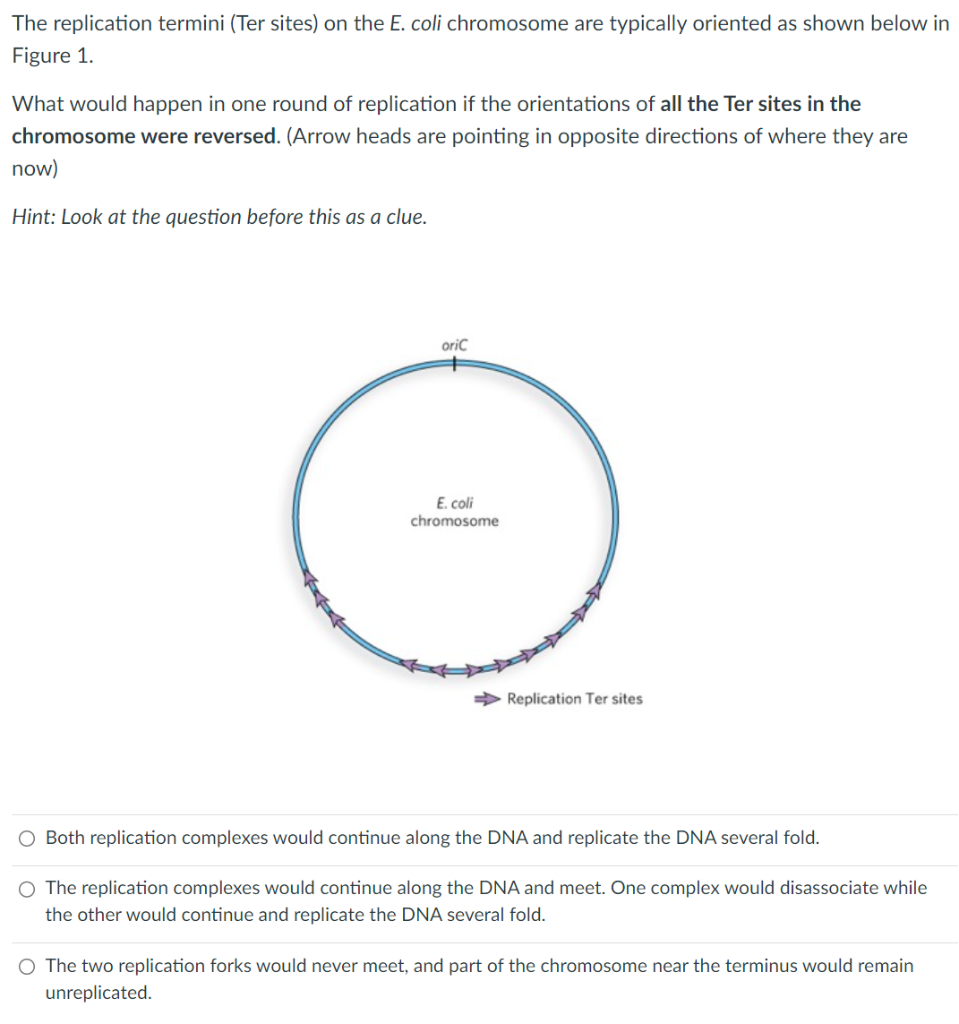 The replication termini (Ter sites) on the E. coli chromosome are typically oriented as shown below in Figure 1.
What would h