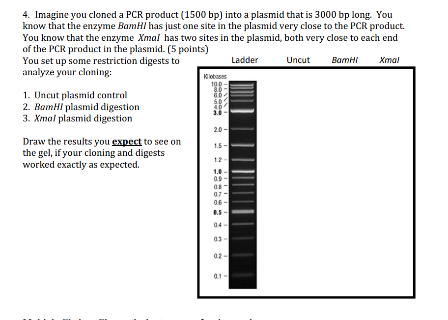 Solved 4. Imagine you cloned a PCR product ( 1500bp) into a | Chegg.com