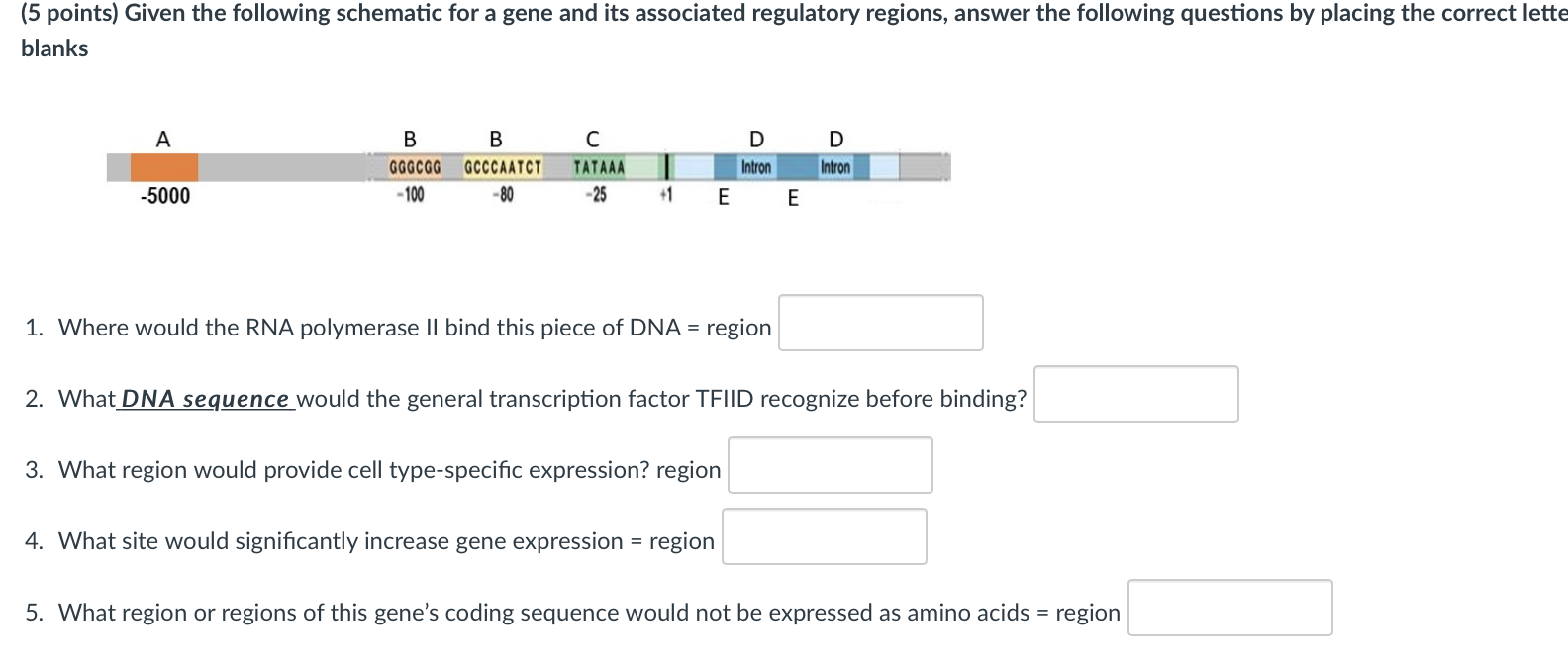 Solved (5 Points) Given The Following Schematic For A Gene | Chegg.com