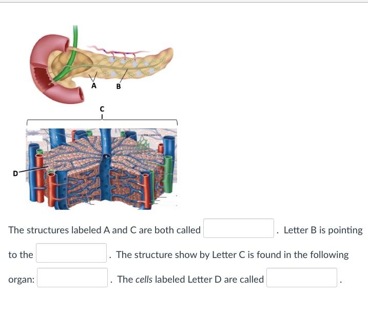 Solved A B -С D Match the structures in the diagram above | Chegg.com
