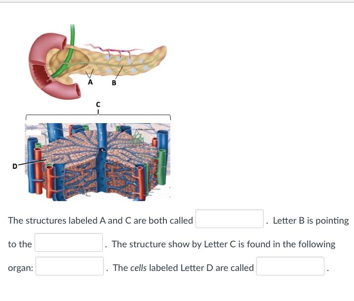 Solved A B -С D Match The Structures In The Diagram Above | Chegg.com