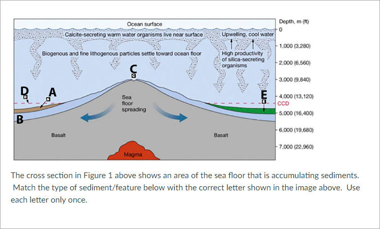 Solved Dopth, m (ft) Ocean surface Calcite-secreting warm | Chegg.com
