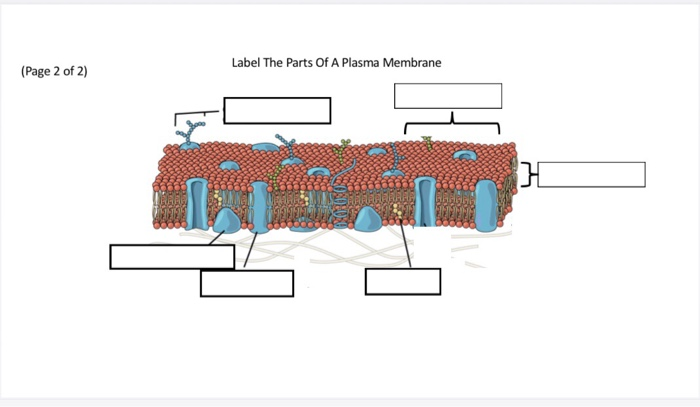 Solved Label The Parts Of A Plasma Membrane (Page 2 of 2) | Chegg.com
