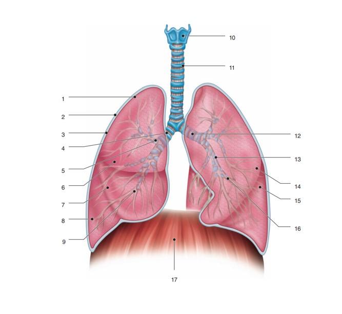 Solved Label The Parts Of The Lower Respiratory Tract By 