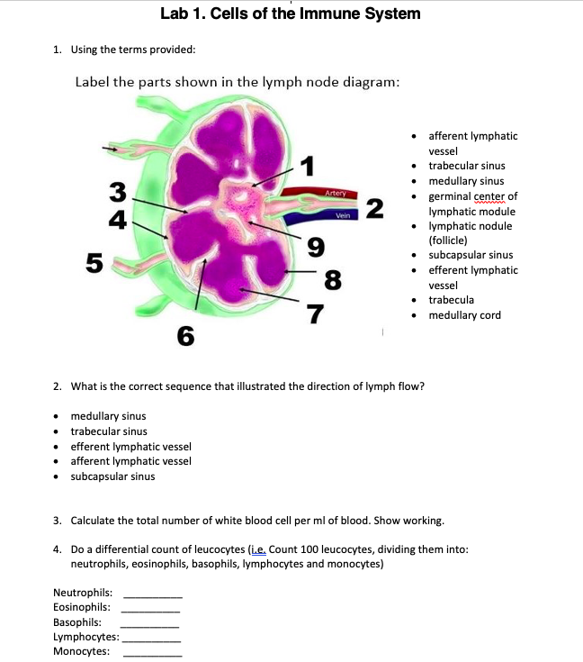 Solved Lab 1. Cells of the Immune System 1. Using the terms | Chegg.com