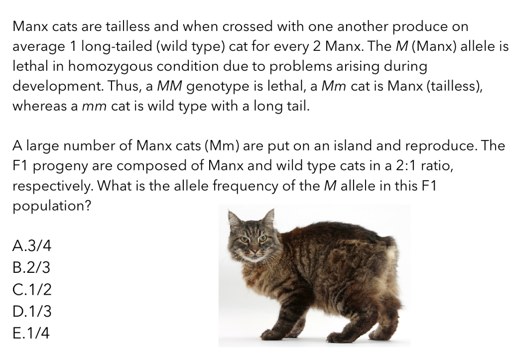 Solved Manx cats are tailless and when crossed with one