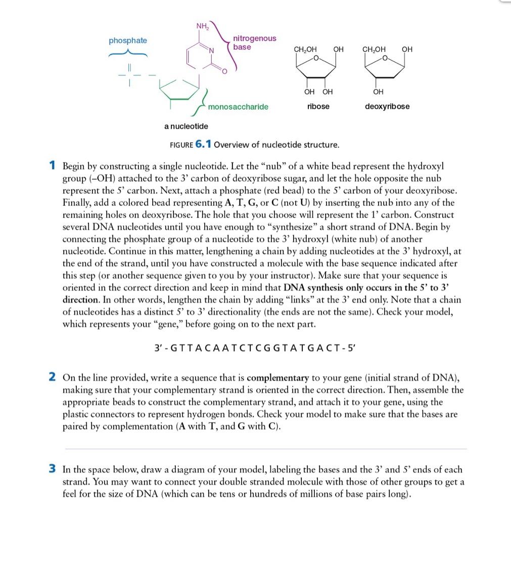 Solved LAB 6 DNA Structure and Function NA is the genetic | Chegg.com