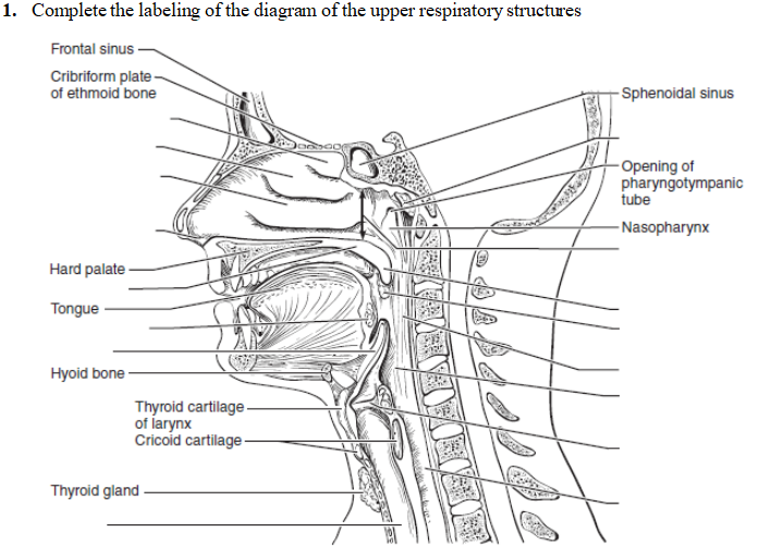 Solved 1. Complete the labeling of the diagram of the upper | Chegg.com