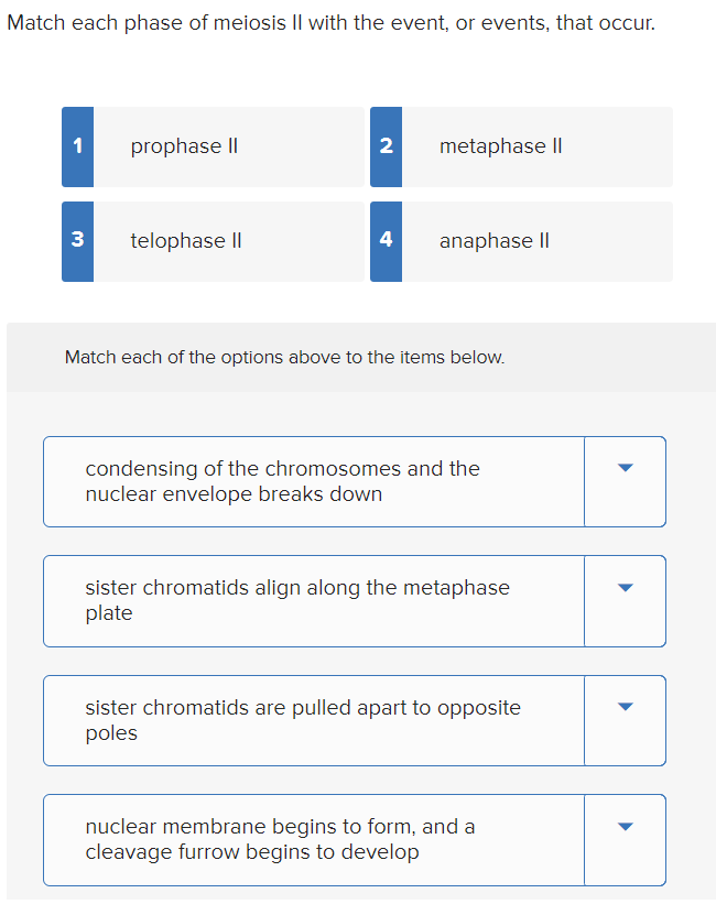 Solved Match each phase of meiosis II with the event, or | Chegg.com