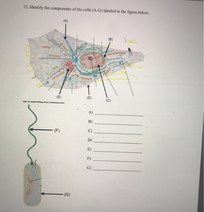 Solved 13. Identify the components of the cells (A-G) | Chegg.com