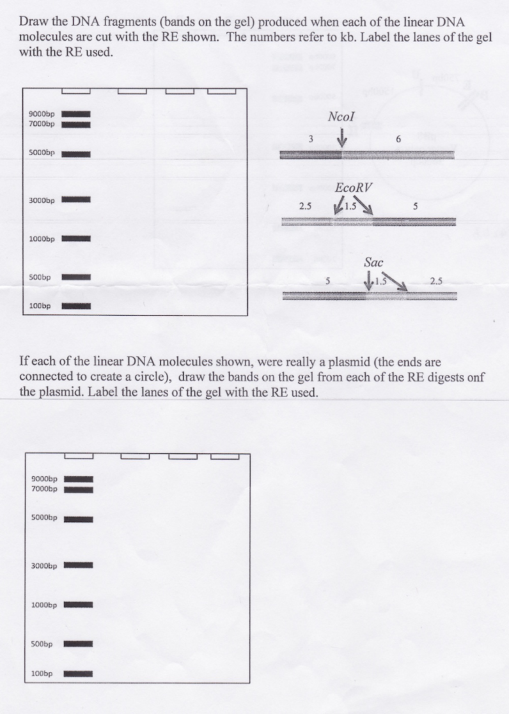 How To Draw Dna