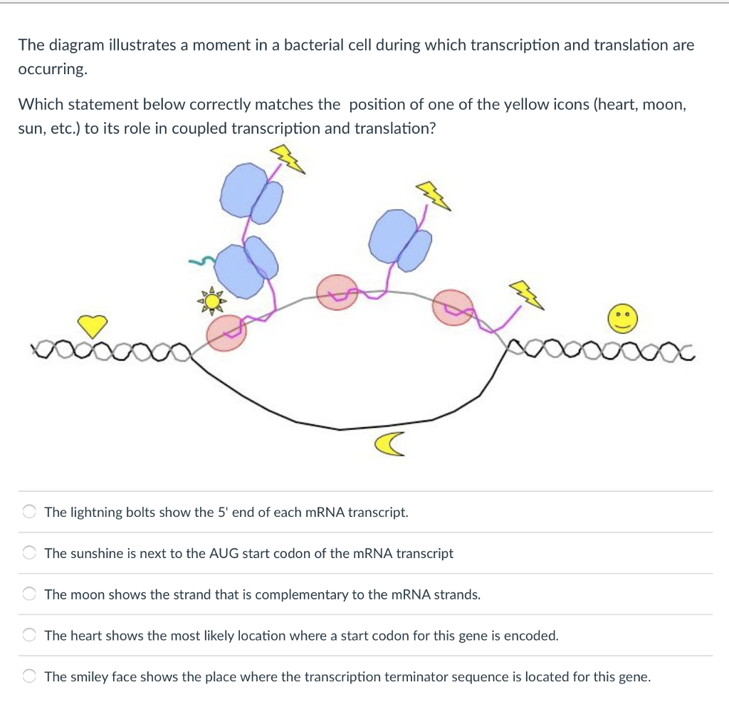 Solved The Diagram Illustrates A Moment In A Bacterial Cell