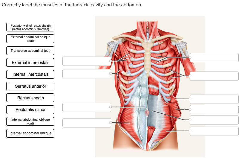 31 Correctly Label The Muscles Of The Thoracic Cavity And Abdomen