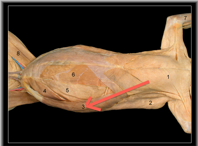 scalenus anterior cat