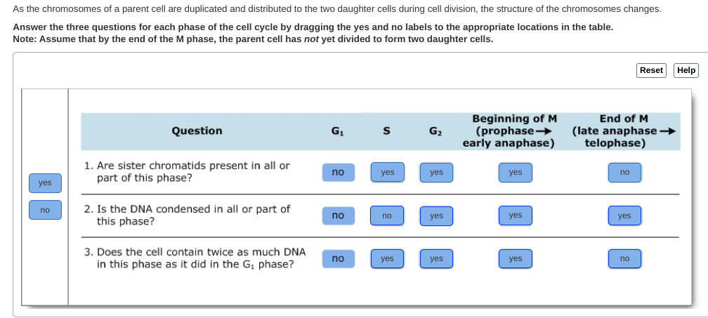 solved-as-the-chromosomes-of-a-parent-cell-are-duplicated-chegg
