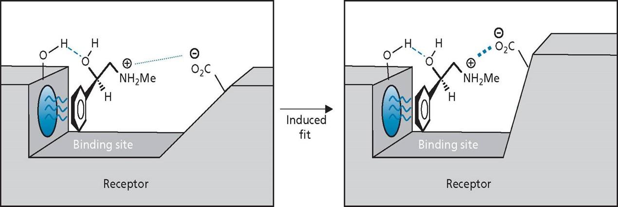 Solved Q1. Define what agonists and antagonists are and | Chegg.com