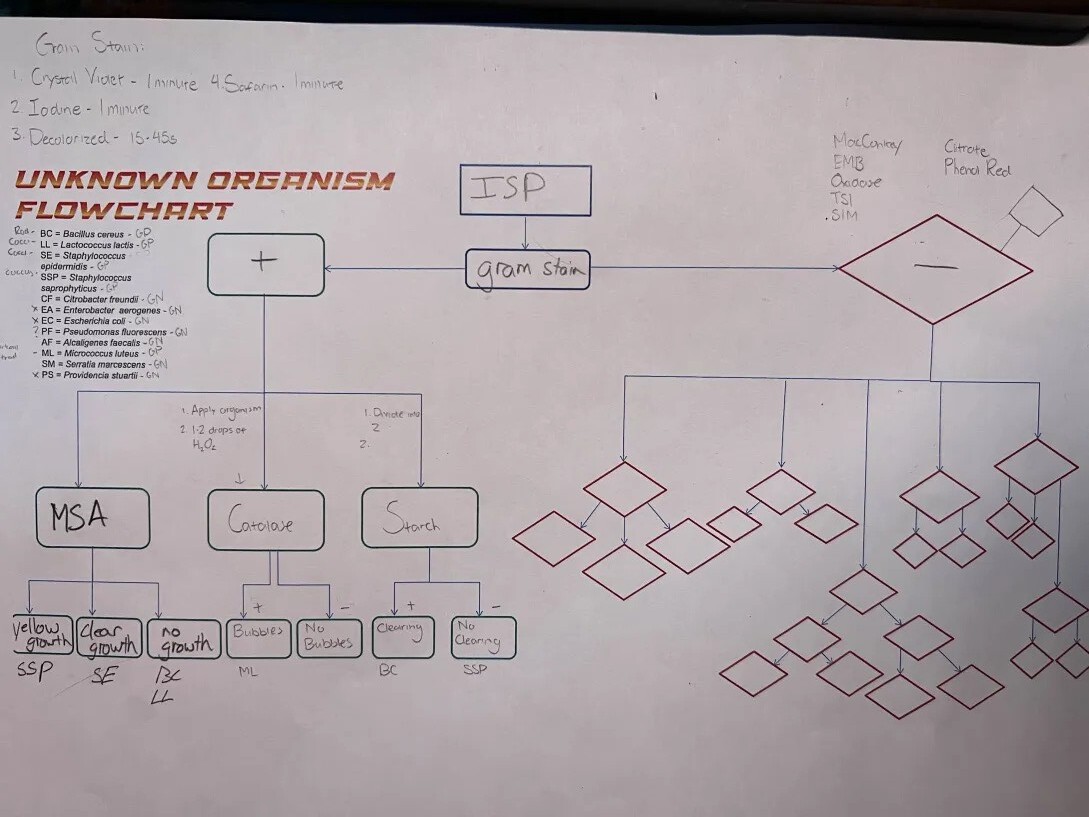 Solved With the bacteria labeled on the left and | Chegg.com