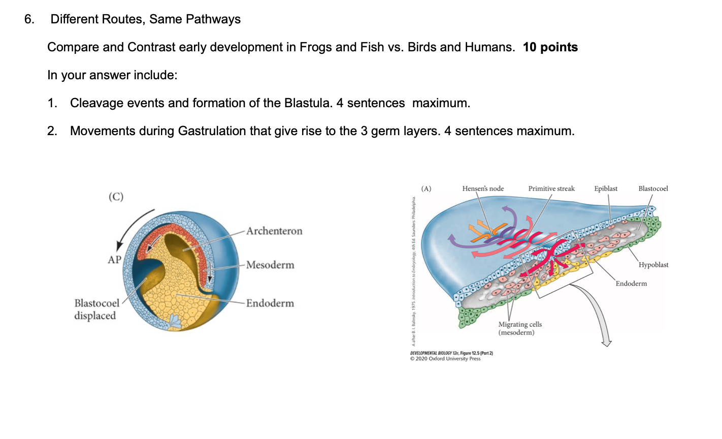 embryology - why is the cleavage in frogs holoblastic and not