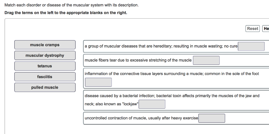 Solved Match each disorder or disease of the muscular system | Chegg.com