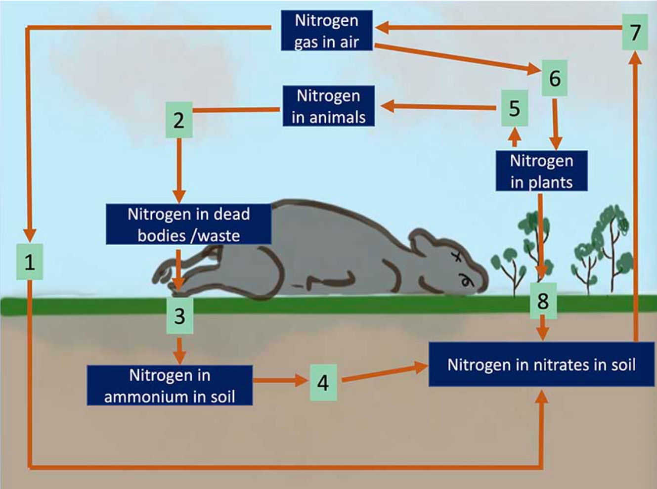 Solved The illustration below shows part of the nitrogen | Chegg.com